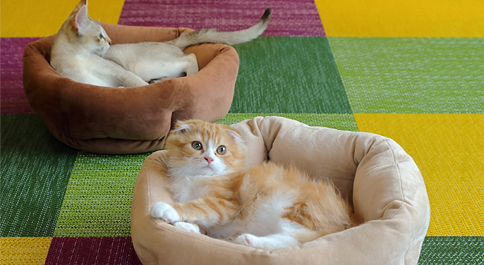 猫のお部屋について