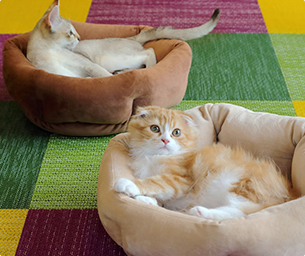 猫スタッフたちがお出迎え