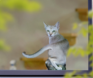 猫スタッフたちがお出迎え