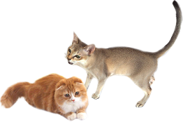 猫